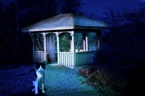 cat in front of a house at night with a creepy scary white ghost
