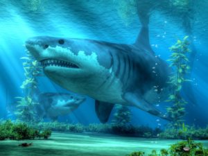 shark fish underwater