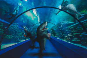 shark fun image